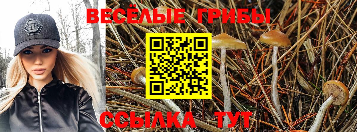 Галлюциногенные грибы Psilocybine cubensis Урай